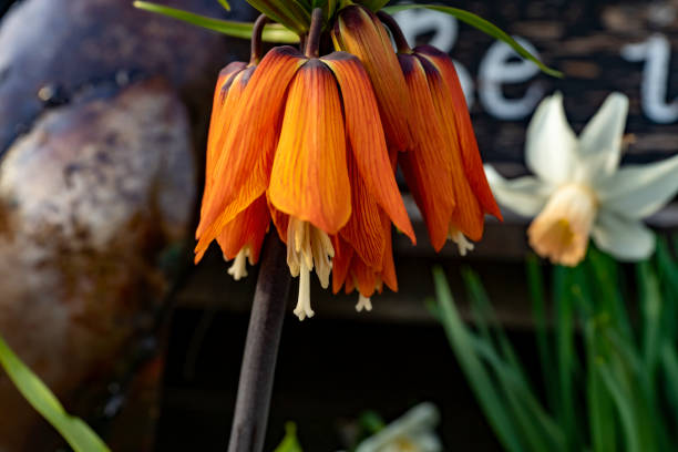 Orange Imperial Fritillary flower