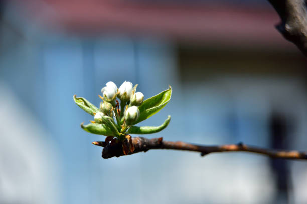 Pear blossom in early Spring,