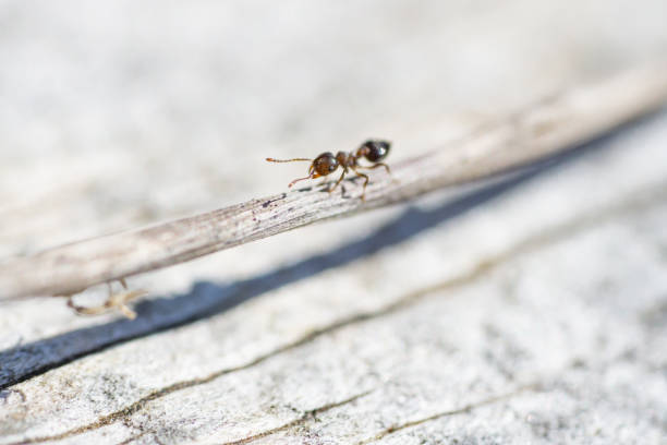 acrobat ant au printemps - wood ant photos et images de collection