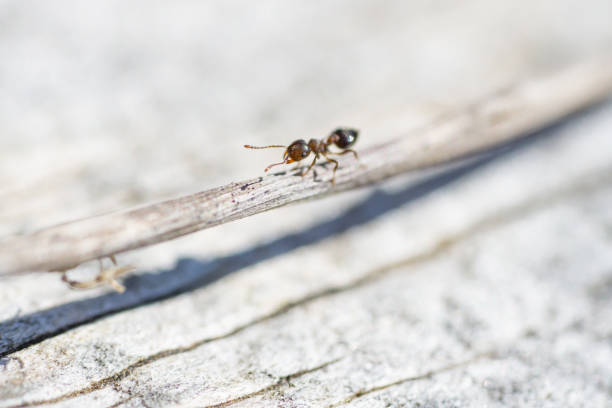 Acrobat Ant in Springtime stock photo