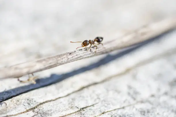 Photo of Acrobat Ant in Springtime