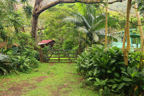 istock Beautiful Hawaii Big Island nature background. 1217824408