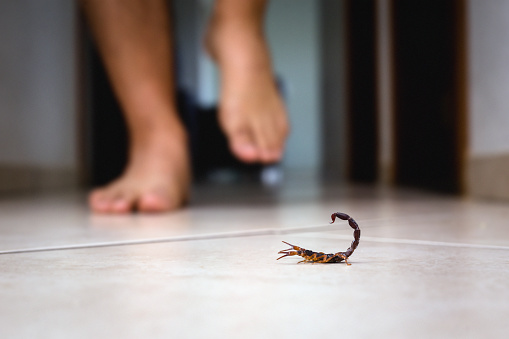 Escorpión en el interior cerca de una persona. Persona caminando cerca de un escorpión. Concepto de detección, escorpión marrón o amarillo, picadura venenosa. photo