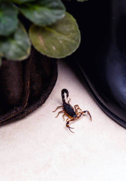 Tityus bahiensis, also known as black scorpion, is a species of scorpion from eastern and central Brazil. Measures 6 cm in length, has very dark coloration and brown paws.
