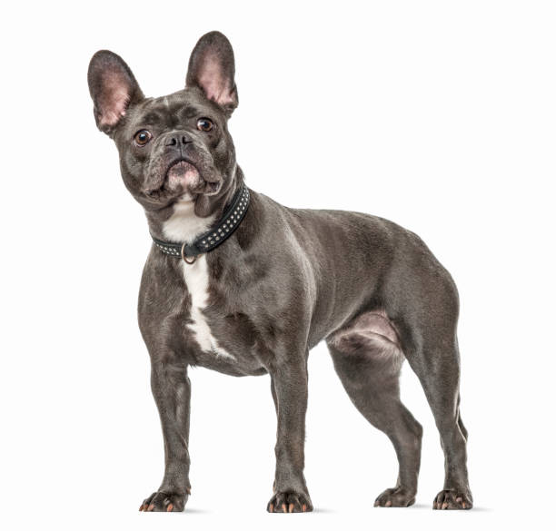 istock french bulldog standing, isolated on white 1217827769