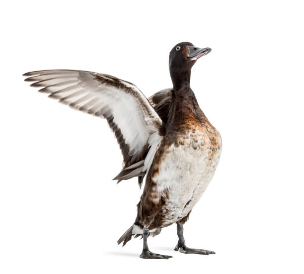 istock Baer's pochard spreading his wings, Duck, bird, isolated on white 1217827785