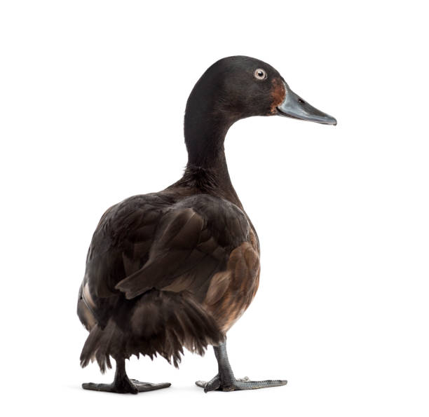 istock Baer's pochard diving duck, isolated on white 1217827786