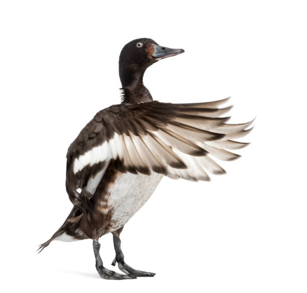 istock Baer's pochard spreading his wings, Duck, bird, isolated on white 1217827835