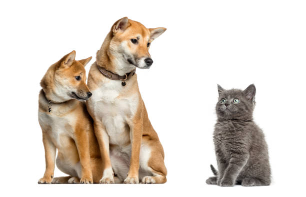 istock Cat and dogs looking at each other, isolated on white 1217827898