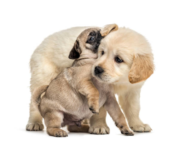 istock Retriever and pug puppies playing together, isolated on white 1217827945