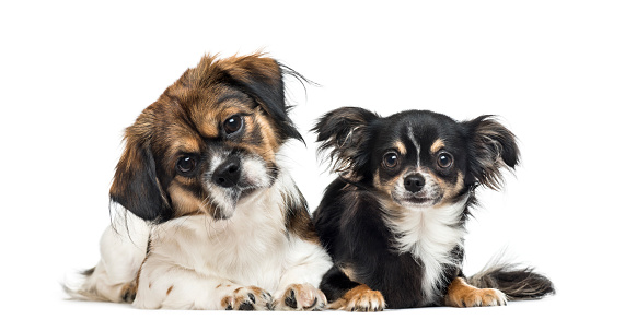 Crossbreed and chihuahua side by side, isolated on white
