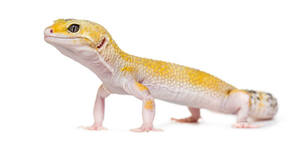 istock Yellow gecko standing, isolated on white 1217828177