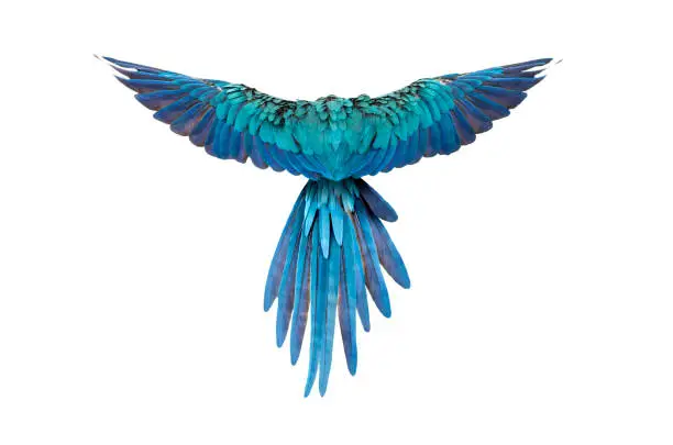 Photo of rear view of a blue-and-yellow macaw, Ara ararauna, flying, isolated