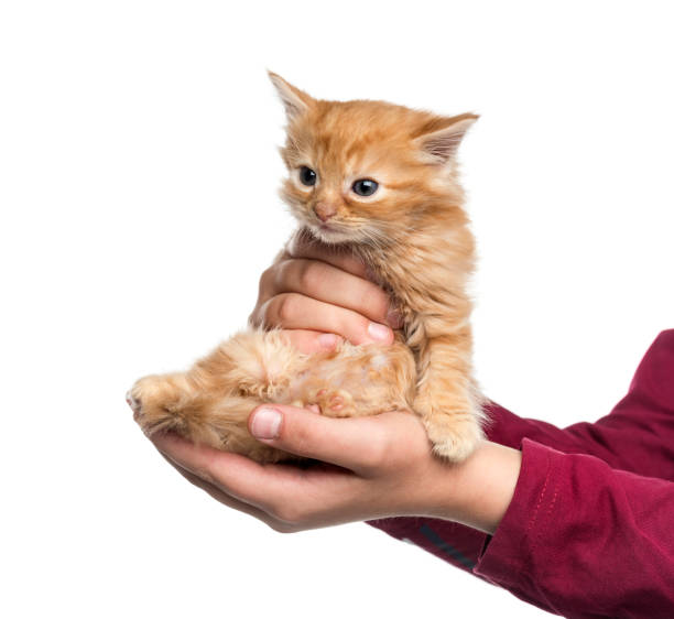 ginger kitten on a human hands showing him as a gift - love hanging indoors studio shot imagens e fotografias de stock