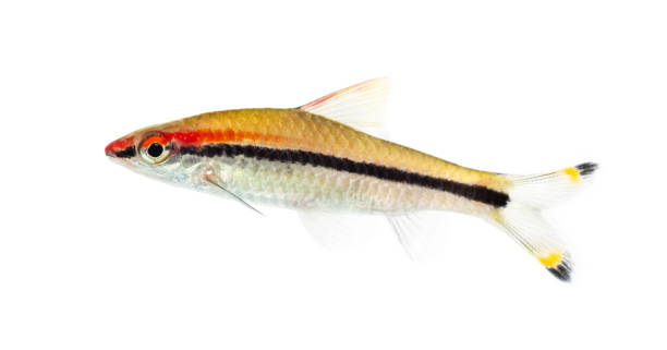 istock Denison barb, Sahyadria denisonii, isolated on white 1217828305
