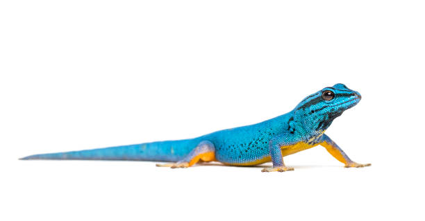 istock Electric blue gecko, Lygodactylus williamsi, isolated 1217828312