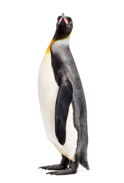 istock king penguin standing in front of a white background 1217828320