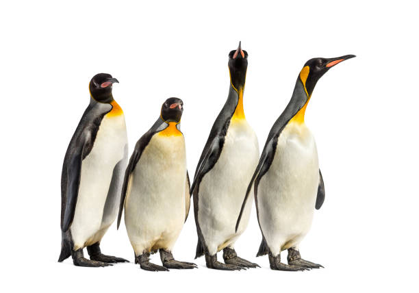 istock King penguins walking in a row, isolated 1217828326