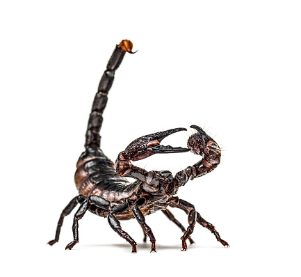 Emperor scorpion defending, Pandinus imperator, isolated