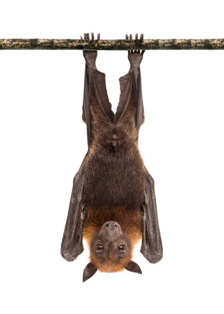 Lyle's flying fox hanging from a branch, Pteropus lylei, isolated Lyle's flying fox hanging from a branch, Pteropus lylei, isolated bat animal stock pictures, royalty-free photos & images