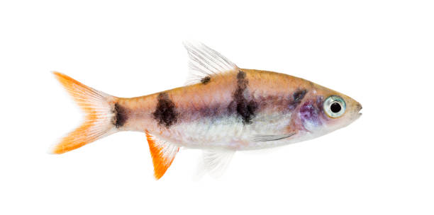 istock Side view of a Dawkinsia tambraparniei, fish, isolated on white 1217828876