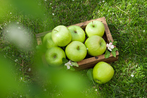 Fresh garden green apples in box. On grass meadow