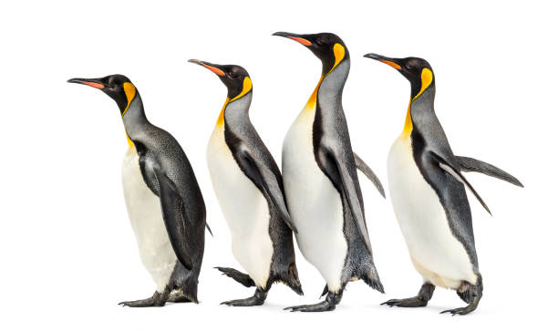istock group of King penguins walking in a row, isolated 1217828918