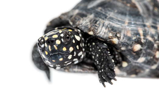Black pond turtle, Geoclemys hamiltonii, isolated