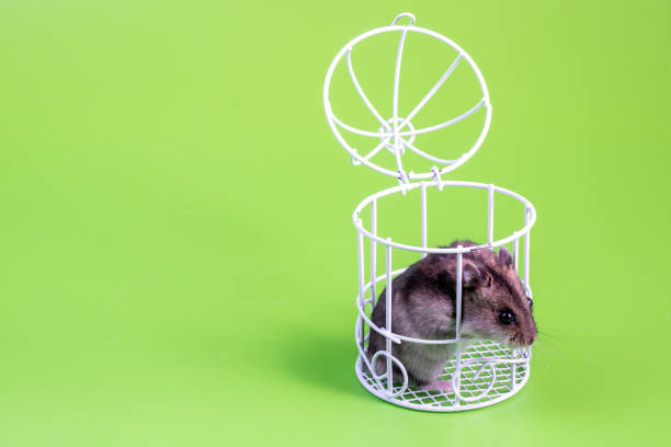 istock a hamster sits on a green background in a white metal cage open 1217828937