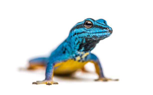 Electric blue gecko looking at the camera, Lygodactylus williamsi, isolated