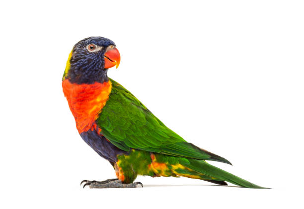 istock Side view of a Rainbow Lorikeet, Trichoglossus moluccanus, isolated 1217828980