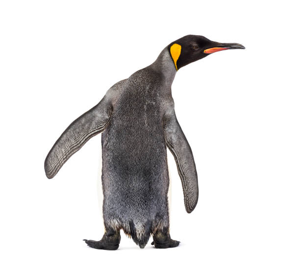 istock Back view of a king penguin isolated on white 1217829001