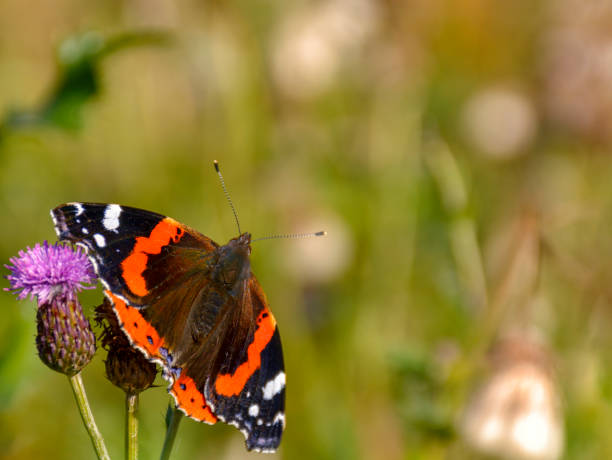 istock Butterfly Admiral on a flower. Blurred green background. 1217829012