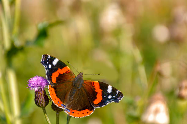 istock Butterfly Admiral on a flower. Blurred green background. 1217829016