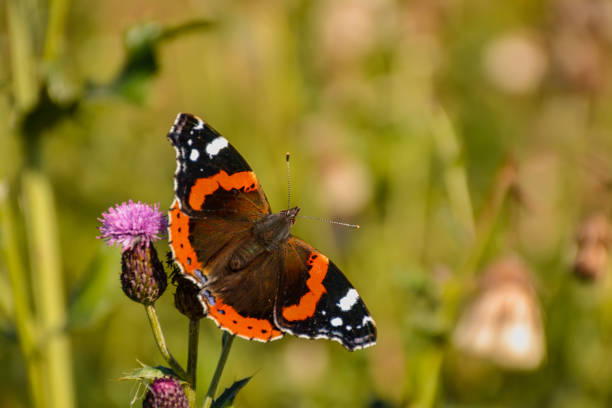 istock Butterfly Admiral on a flower. Blurred green background. 1217829025