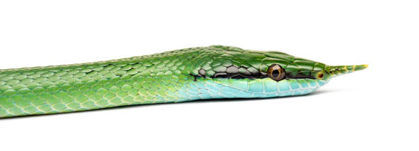 istock Rhino rat snake head, Rhynchophis boulengeri, isolated 1217829082
