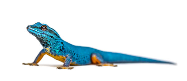 istock Electric blue gecko looking at the camera, Lygodactylus williamsi, isolated 1217829098
