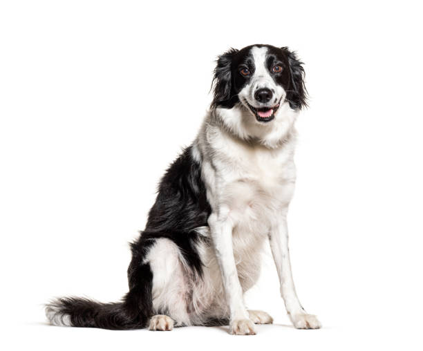 istock Black and white Border Collie panting, isolated on white 1217829153