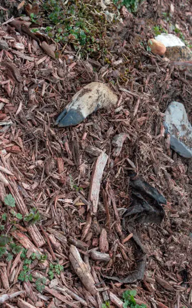 Photo of Deer bone amongst the rocks