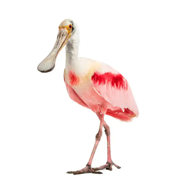 Photo of Roseate spoonbill standing, isolated on white