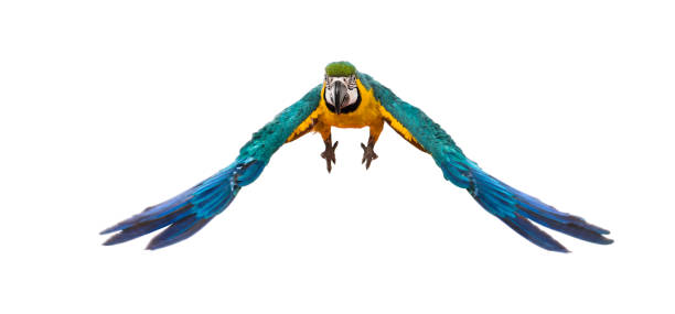 istock Front view of a blue-and-yellow macaw, Ara ararauna, flying, isolated 1217831104