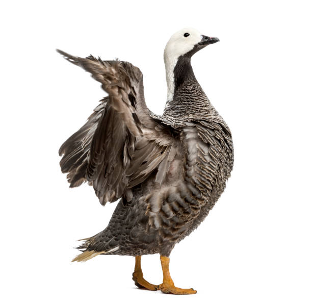 istock emperor goose flapping its wings, isolated on white 1217831162