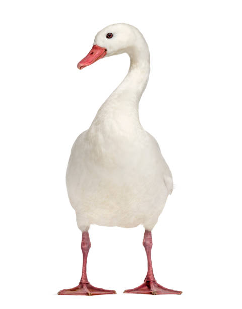 istock Waterfowl syanding, isolated on white 1217831163