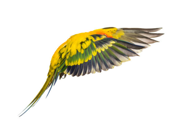 istock sun parakeet, bird, Aratinga solstitialis, flying, isolated 1217831193