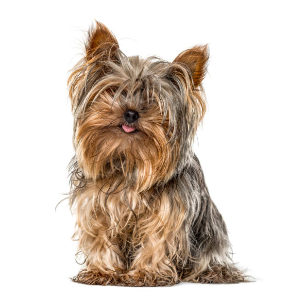 istock Yorkshire sitting and sticking tongue, isolated on white 1217831196