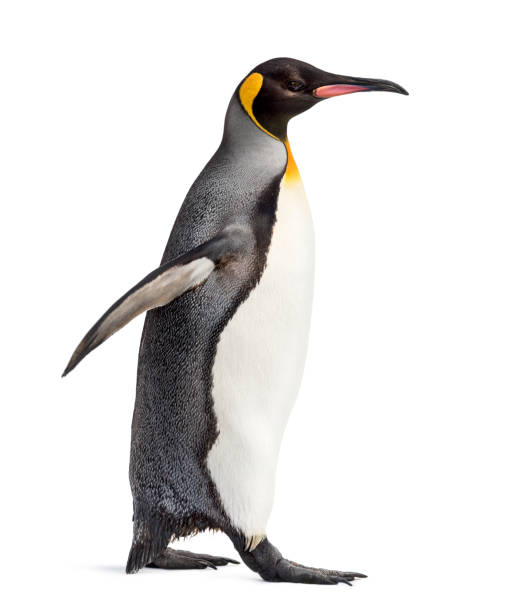 istock Side view of a king penguin walking, isolated on white 1217831199