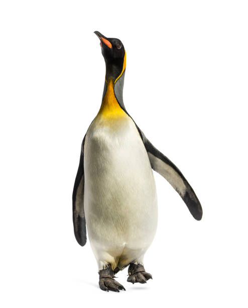 istock Front view of a king penguin walking, isolated on white 1217831215