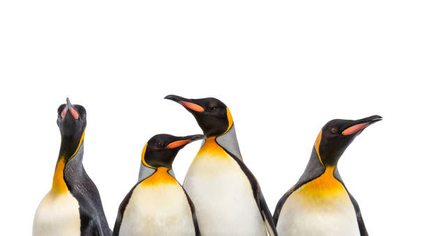 nahaufnahme auf einem königspinguin köpfe in einer reihe, isoliert - penguin colony nobody horizontal stock-fotos und bilder
