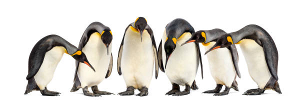 istock Colony of King penguins in a row, isolated on white 1217831273