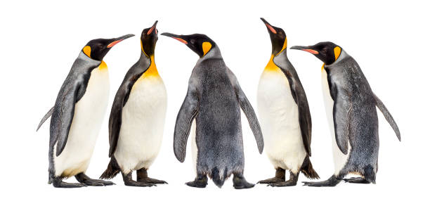 istock King penguins walking in a row, isolated 1217831290